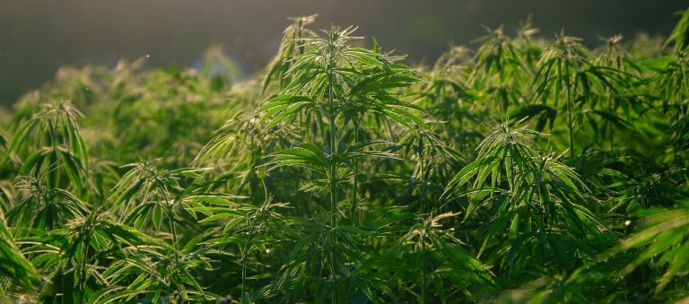 Gepflanzt: Innovative Industrial Properties REIT